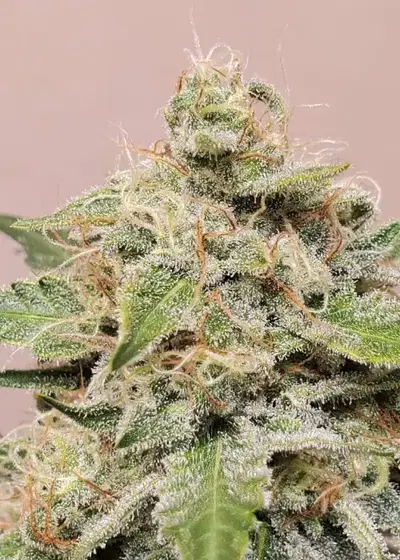 Blue Sprayed Shoes Remix by Night Owl Seeds, Autoflower cannabis strain