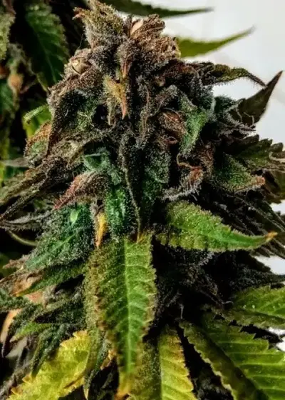 Blue Strawberries by Holy Smoke Seeds, Photoperiod cannabis strain