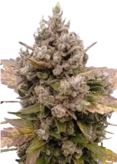 Blue Sunset AUTO by Inseedious Seeds, Autoflower cannabis strain