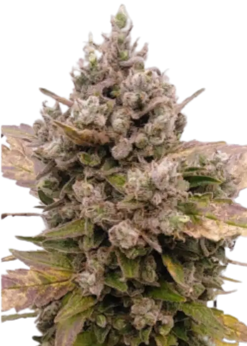Blue Sunset AUTO by Inseedious Seeds, Autoflower cannabis strain