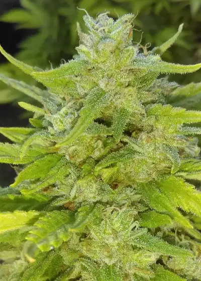 Blue Tahoe Cheese by New420Guy Seeds, Photoperiod cannabis strain