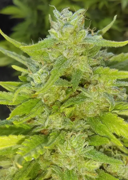 Blue Tahoe Cheese by New420Guy Seeds, Photoperiod cannabis strain