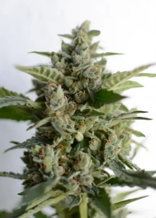 Blue Tooth Automatic by Zenseeds, Autoflower cannabis strain