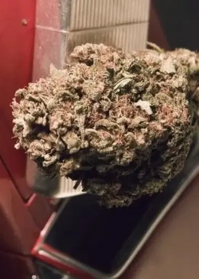 Blue Treacle Automatic by Feminised Seeds Company, Autoflower cannabis strain