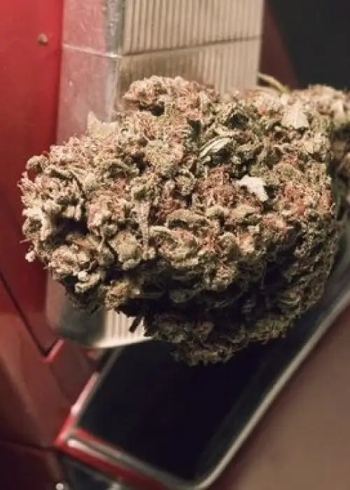 Blue Treacle Automatic by Feminised Seeds Company, Autoflower cannabis strain