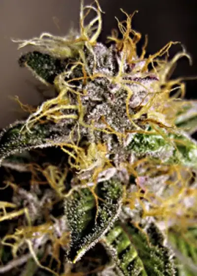 Blue Velvet by Zaba Cannabis Co cannabis strain