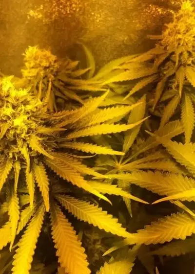 Blue Venom by G13 Labs, Photoperiod cannabis strain