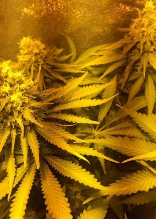 Blue Venom by G13 Labs, Photoperiod cannabis strain