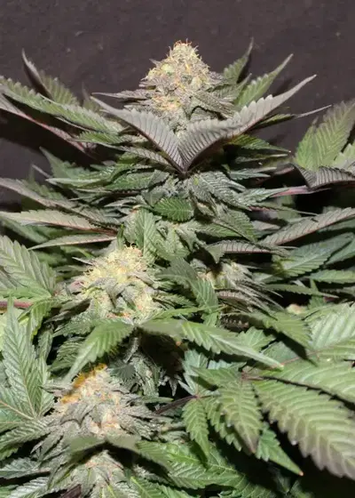 Blue Widow by Dinafem, Photoperiod cannabis strain