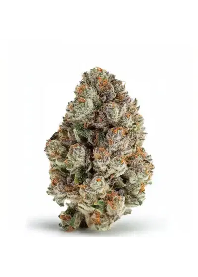 Blue Zushi feminized by Seeds Genetics Co., Photoperiod cannabis strain
