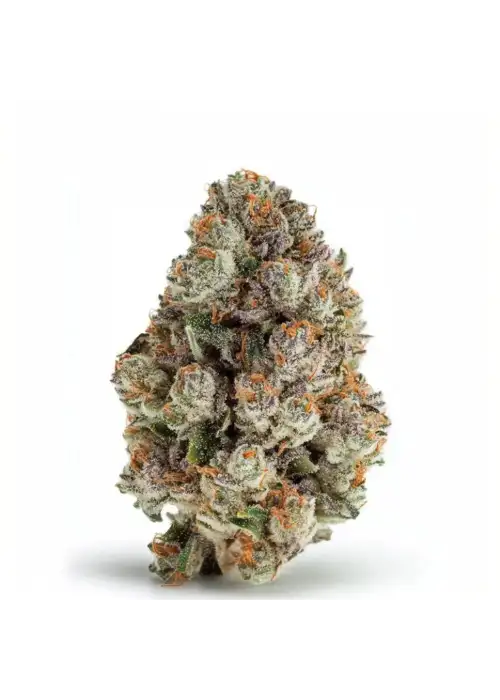 Blue Zushi feminized by Seeds Genetics Co., Photoperiod cannabis strain