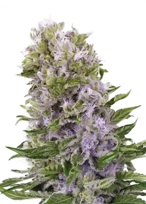 Blueberry 420 Auto by Amsterdam Marijuana Seeds AMS, Autoflower cannabis strain