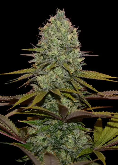 Blueberry 47 by Big Seedbank, Photoperiod cannabis strain