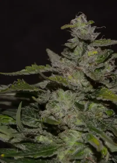 Blueberry 99 by Green Bud Seeds, Photoperiod cannabis strain