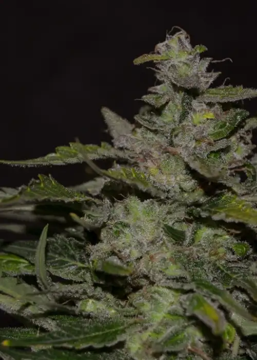 Blueberry 99 by Green Bud Seeds, Photoperiod cannabis strain