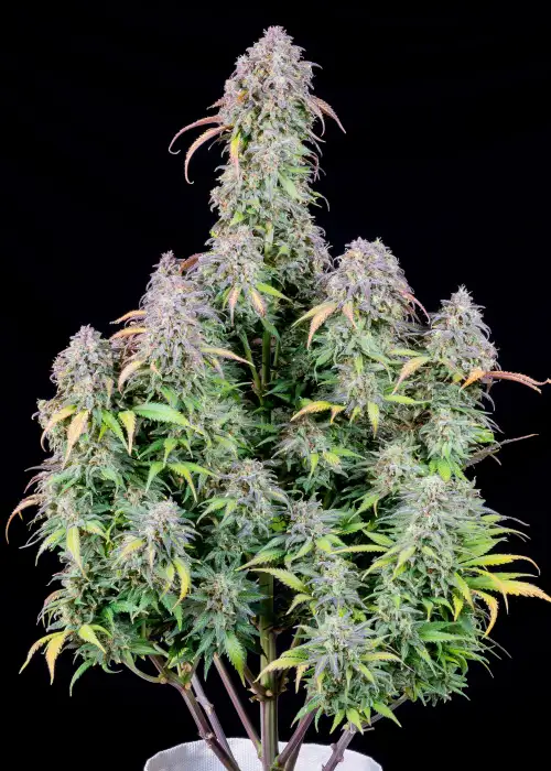 Blueberry Auto by Ganja Farmer cannabis strain