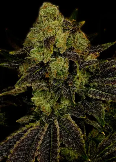 Blueberry Autoflower by Mediseed Man, Autoflower cannabis strain