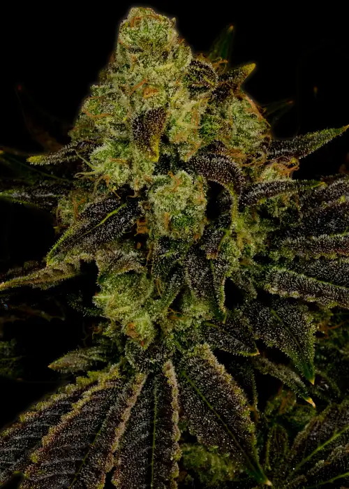 Blueberry Autoflower by Mediseed Man, Autoflower cannabis strain