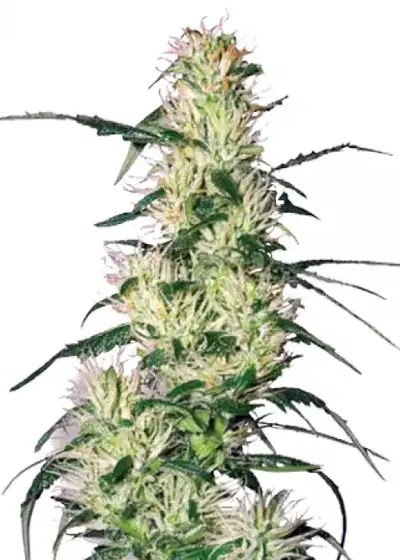 Blueberry Autoflowering by Zambeza, Autoflower cannabis strain