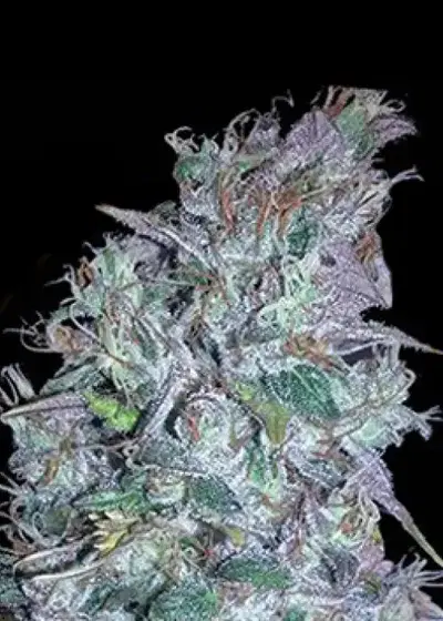 Blueberry Bliss Auto by Vision Seeds, Autoflower cannabis strain