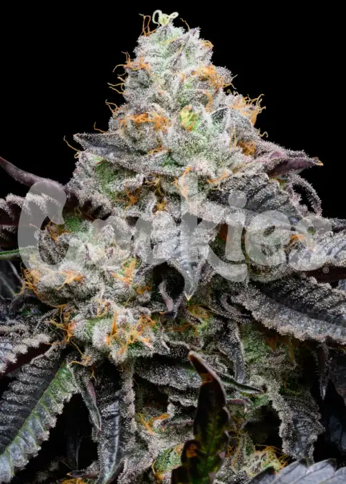 Blueberry Bubble Gum by Cookies Seed Bank, Photoperiod cannabis strain
