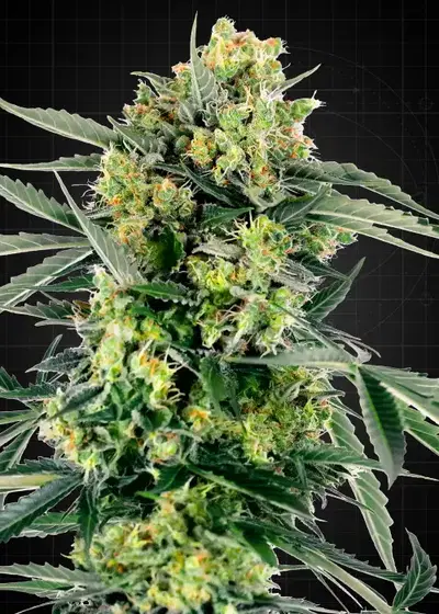 Blueberry Candiez cannabis strain