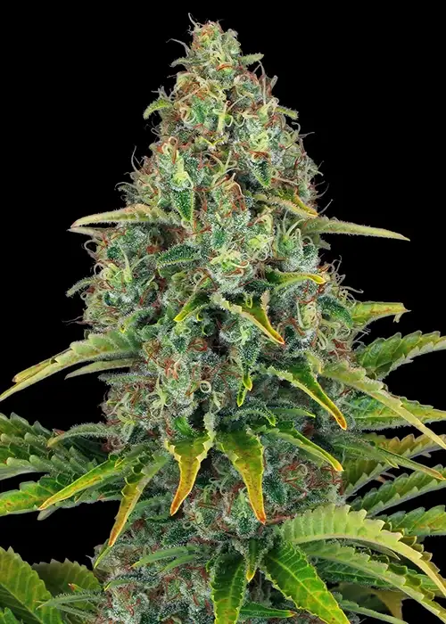 Blueberry Cheese Auto by Barney's Farm, Autoflower cannabis strain