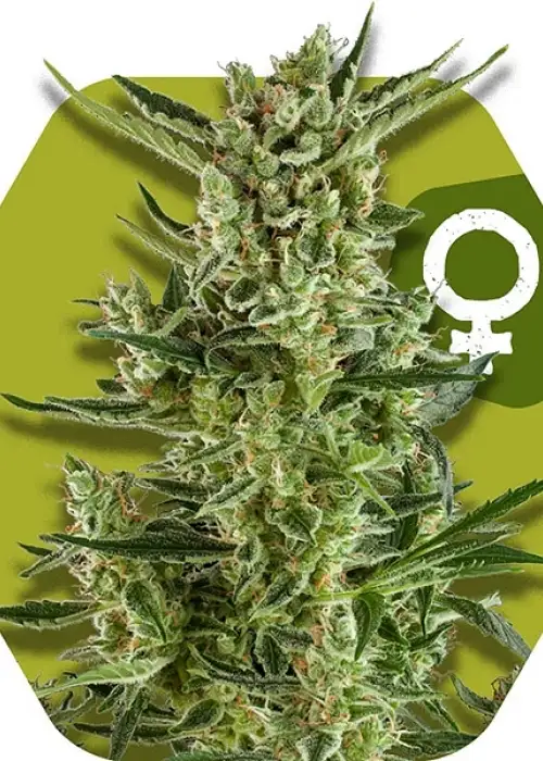Blueberry Cheese by Zambeza, Photoperiod cannabis strain