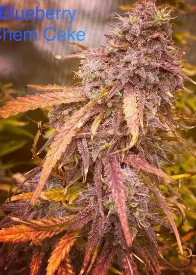 Blueberry Chem Cake by Brother Mendel’s Selection, Autoflower cannabis strain