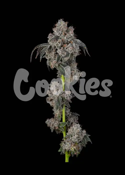 Blueberry Cherries cannabis strain