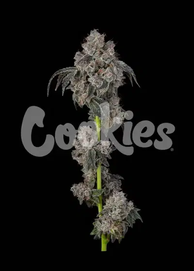 Blueberry Cherries by Teds Budz, Photoperiod cannabis strain