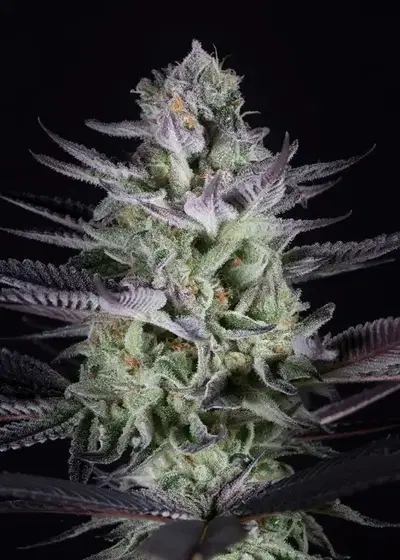 Dynasty Genetics by Dynasty Seeds, Photoperiod cannabis strain