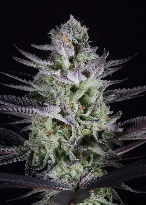 Dynasty Genetics by Dynasty Seeds, Photoperiod cannabis strain