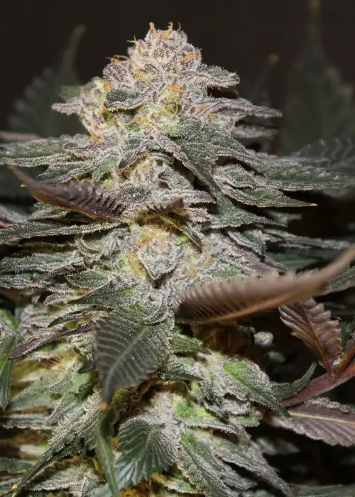 Blueberry Cough by Jordan Of The Islands, Photoperiod cannabis strain