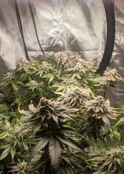 Blueberry Crystal by Top Tao Seeds, Photoperiod cannabis strain