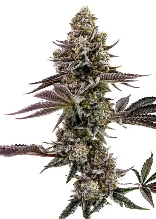 Blueberry Cupcake by Humboldt Seed Company, Photoperiod cannabis strain