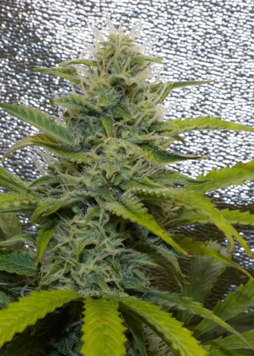 Blueberry Delight Auto by One Love Genetics, Autoflower cannabis strain