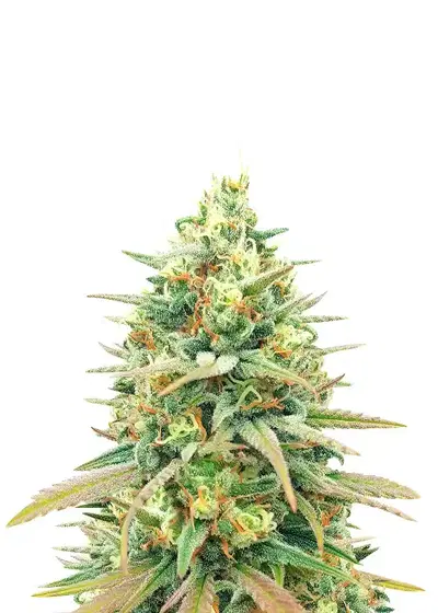 Blueberry Fast Version cannabis strain