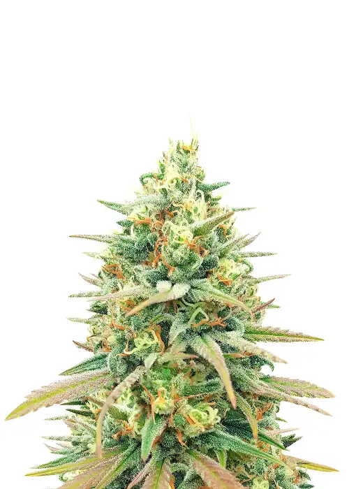 Blueberry Fast Version by Herbies USA Express, Photoperiod cannabis strain