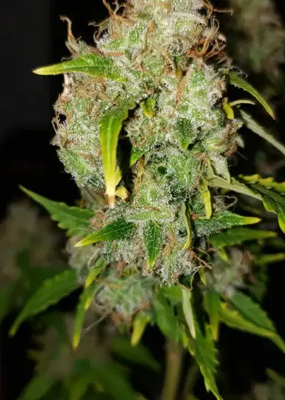 Blueberry Fem by BSF Seeds, Photoperiod cannabis strain