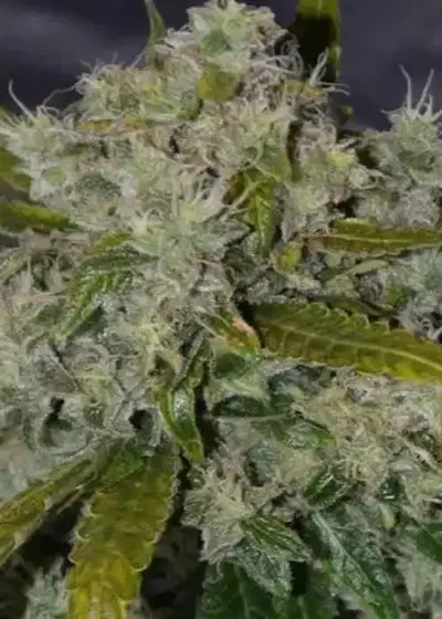 Blueberry Feminized by Pev Seeds, Photoperiod cannabis strain