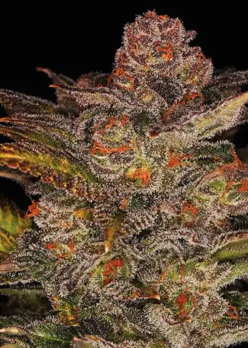 Blueberry Glue Auto by Expert Seeds, Autoflower cannabis strain