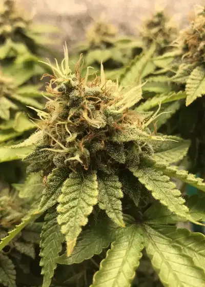 Blueberry Gum cannabis strain
