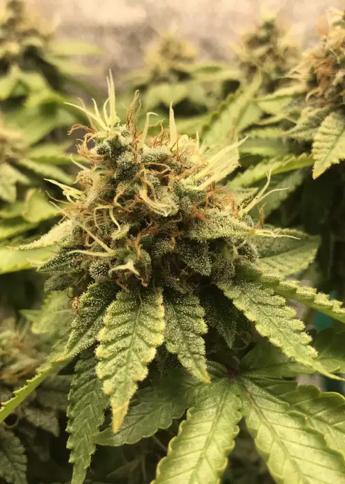Blueberry Gum by G13 Labs, Photoperiod cannabis strain