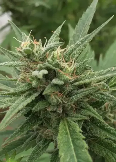 Blueberry Headband Auto by Emerald Triangle Seeds, Autoflower cannabis strain