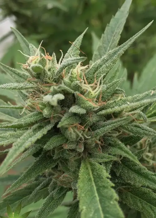 Blueberry Headband Auto by Emerald Triangle Seeds, Autoflower cannabis strain