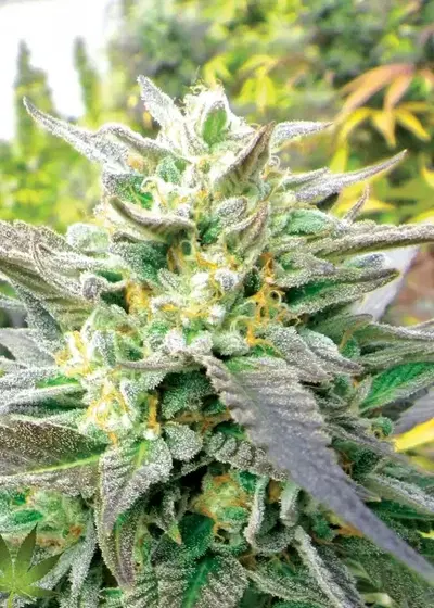 Blueberry Headband by Emerald Triangle Seeds, Photoperiod cannabis strain