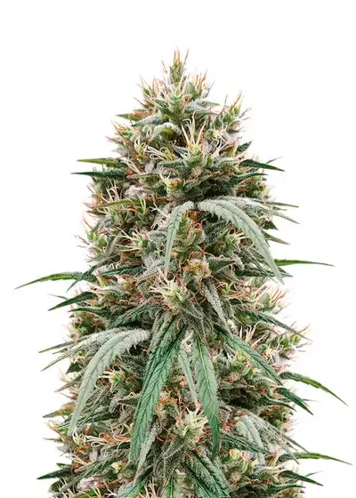 Blueberry Hill by Herbies Seeds, Photoperiod cannabis strain