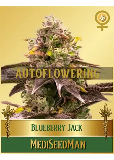Blueberry Jack Autoflower cannabis strain