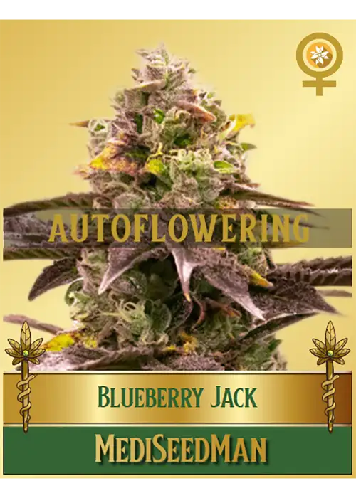 Blueberry Jack Autoflower by Mediseed Man, Autoflower cannabis strain
